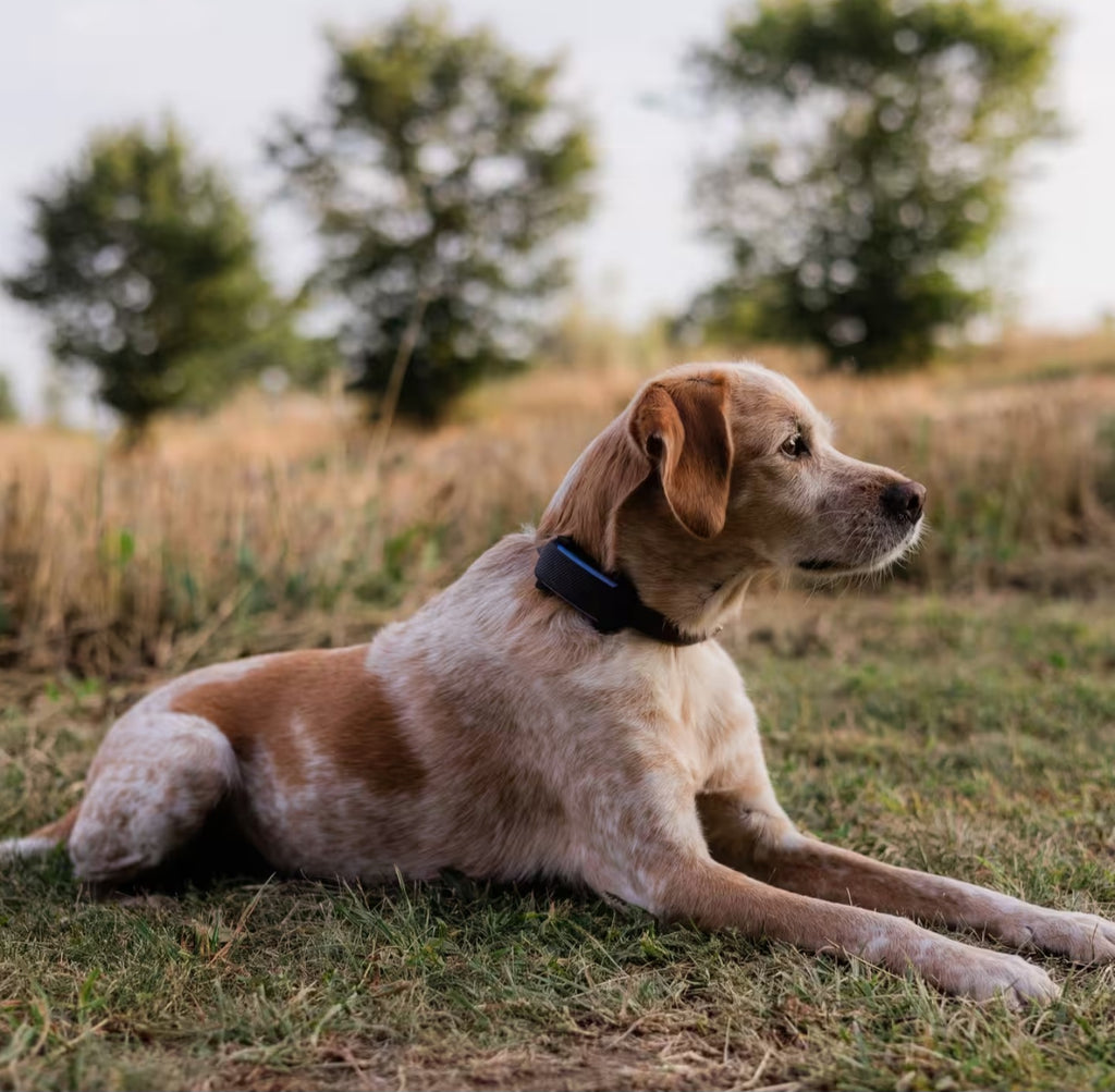 PawGuard™ GPS Pet Tracker – Real-Time Location for Dogs & Cats