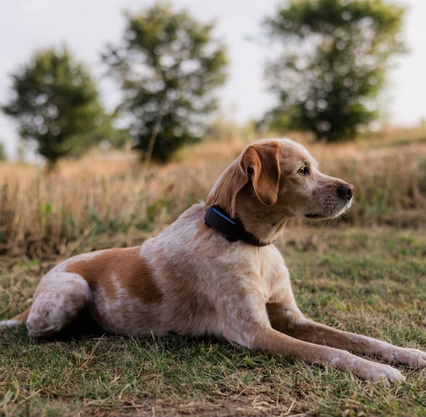 PawGuard™ GPS Pet Tracker – Real-Time Location for Dogs & Cats