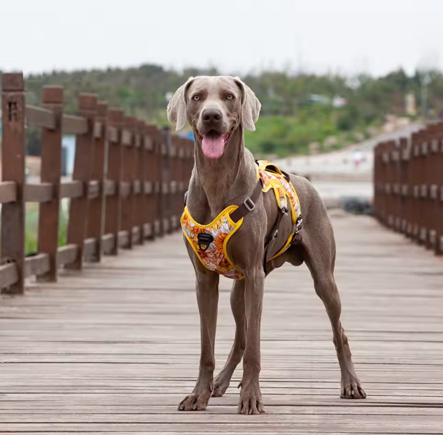 Harnais Anti-Traction PawBliss – Ajustable & Sécurisé